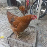 مرغ وخروس