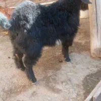 2عدد بزغاله|حیوانات مزرعه|بناب, |دیوار