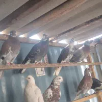 کبوتر پرشی|پرنده|ری, شهرک نظامی|دیوار