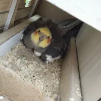 یک جفت عروس هلندی سر ۴ تا  تخم  با قفس