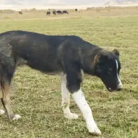 تو‌سگه‌گله‌ای‌عالی|سگ|خزل, |دیوار