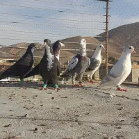 شیشتا رنگه گردن کلفت