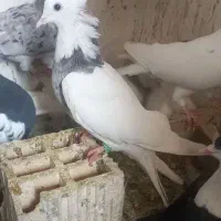 چنتا پرشتی|پرنده|خرمآباد, |دیوار