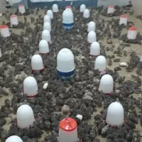 کارگر ساده خانم جهت کار در پرورش بلدرچین