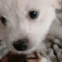 سگ شیتزو آموزش دیده