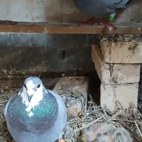 پلاکی بازرگانی