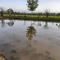 فروش زمین ۲ هزار متری کاملا مسکونی|فروش زمین و ملک کلنگی|رشت, باهنر|دیوار