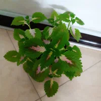 فروش تعدادی گلدان گل طبیعی