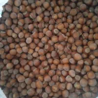 فندوق دیلمان