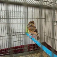 قناری نر|پرنده|خوی, |دیوار