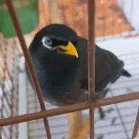 مرغ مینا|پرنده|ساری, |دیوار