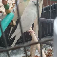 یک جفت مرغ عشق با قفس و وسایل