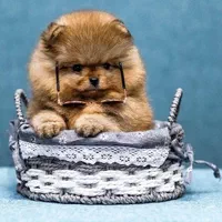 سگ توله پامر پامرانین خرسی پرتقالی ۲ ماه