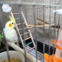 عروس هلندی ماده ۱۳۰۰|پرنده|سقز, |دیوار