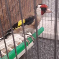 سهره|پرنده|فسا, |دیوار