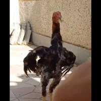 جوجه خروس ۴ ماهه