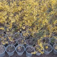 زرد یاس زرد 