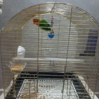 برزیلی فیشر|پرنده|زنجان, |دیوار