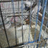 فنج|پرنده|قم, شاه ابراهیم|دیوار