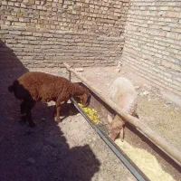 ۲راس بره جنس دار