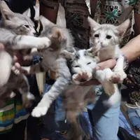 واگذاری رایگان7 عدد گربه