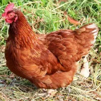 معاوضه جوجه با دستگاه جوجه کشی