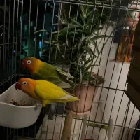 یک جفت طوطی برزیلی فیشر بالغ