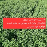 بذر آمریکایی|خدمات باغبانی و درختکاری|بهبهان, |دیوار