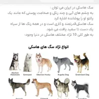 سگ هاسکی پیدا شده