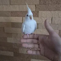 یک جفت عروس البینو