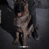 ژرمن شولاین