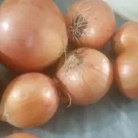 پیاززردفلات قالب ریز کیلویی ۱۹ هزار تومن