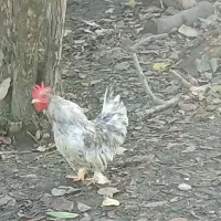 مرغ و خروس زینتی