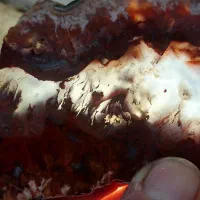 زمرد برزیلی و شبچراغ شجر