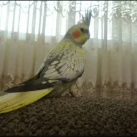 عروس هلندی نر گلباقالی ۷ ماهه بهمراه قفس و تجهیزات