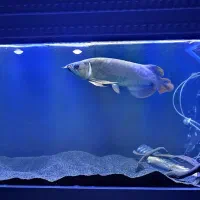 ماهی آروانا گلدن های بک ۳۰سانتی|ماهی|تهران, باغ خزانه|دیوار