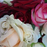 فروش پر گل رز مرغوب و تازه در رنگ های جذاب