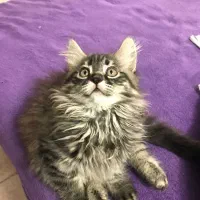 گربه اسکاتیش