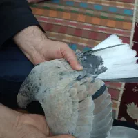 سرور دمسفید|پرنده|شاهرود, |دیوار