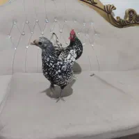 مرغ تزئینی و خانگی،لطفا بادقت اگهی روبخونید