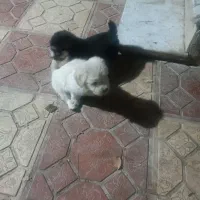 پشمالو|سگ|خان ببین, |دیوار