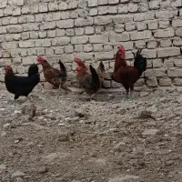 مرغ وخروس