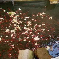 ماهی قرمز شب عید عمده|ماهی|کیش, |دیوار