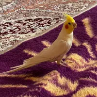 دو جفت عروس هلندی مولد و اهلی