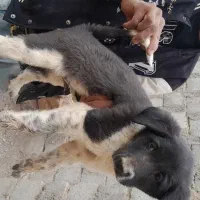 واگذاری  سگ قهدریجان