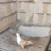 دو عدد جوجه جوانه رنگه ب شرط پرش
