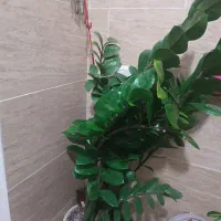 گل زاموفیلیا