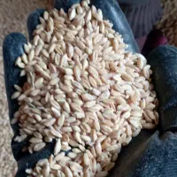 گندم درجه ای یک