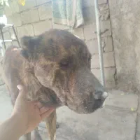 سگ کیوت|سگ|کارزان, |دیوار