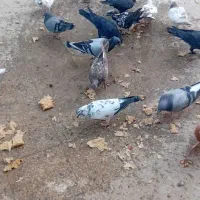 کبوتر رنگی دوری|پرنده|اهواز, کمپلو شمالی|دیوار